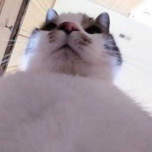 Meet your Posher, Kore